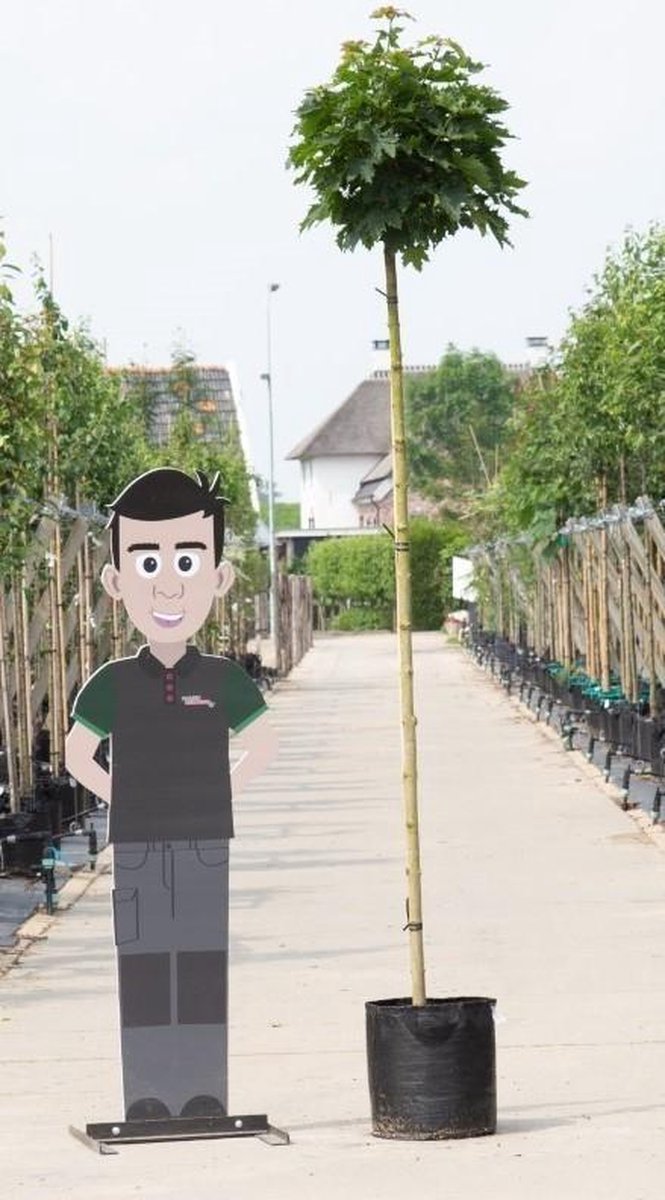 Groene bol esdoorn Acer pl. Globosum h 290 cm st. omtrek 16 cm st. h 220 cm - Warentuin Natuurlijk
