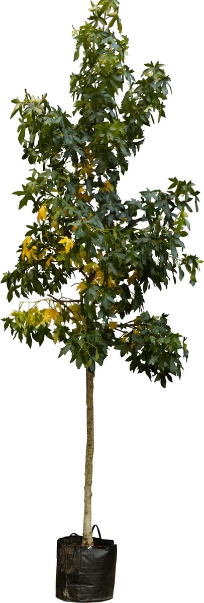 Amberboom Liquidambar styraciflua h 450 cm st. omtrek 16 cm - Warentuin Natuurlijk