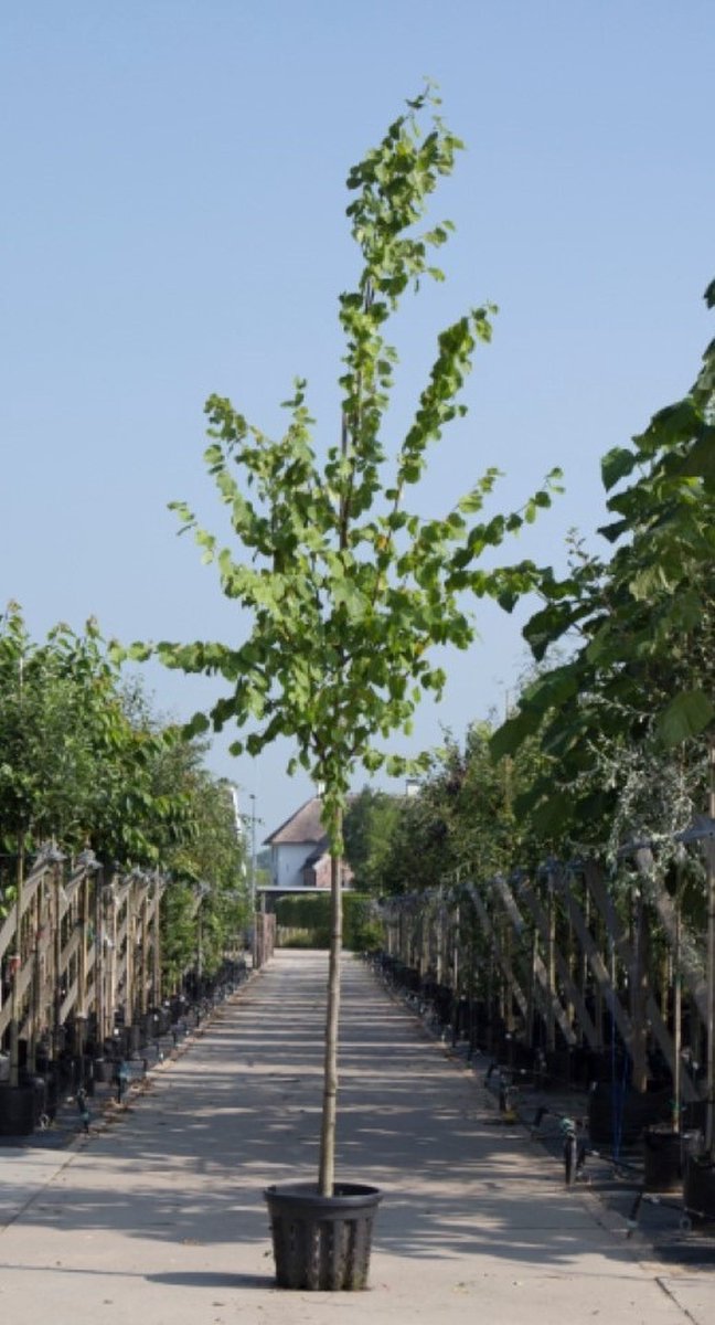 Koningslinde Tilia europea Pallida h 550 cm st. omtrek 19 cm - Warentuin Natuurlijk