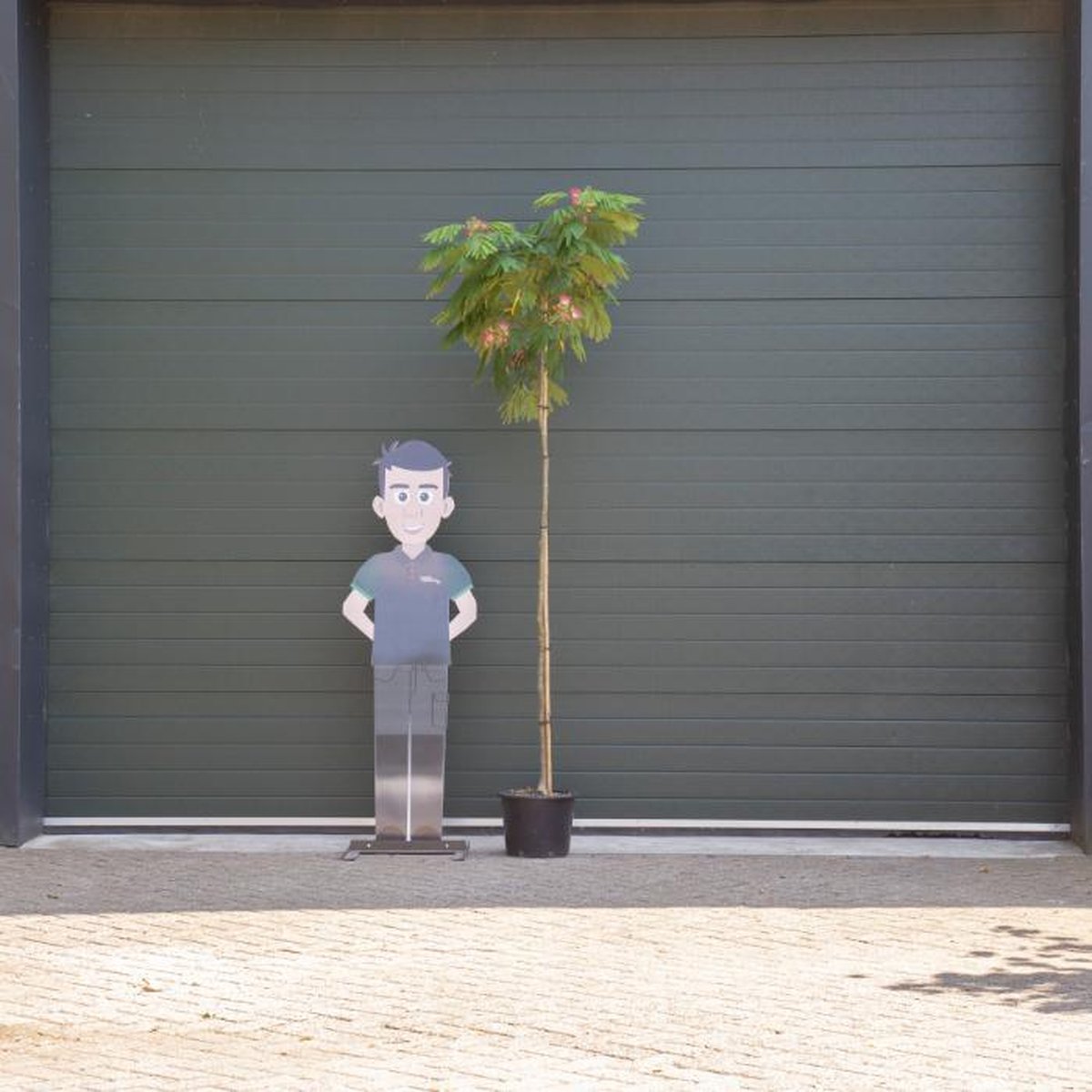 Perzische slaapboom Albizia julibrissin h 240 cm st. h 190 cm - Warentuin Natuurlijk