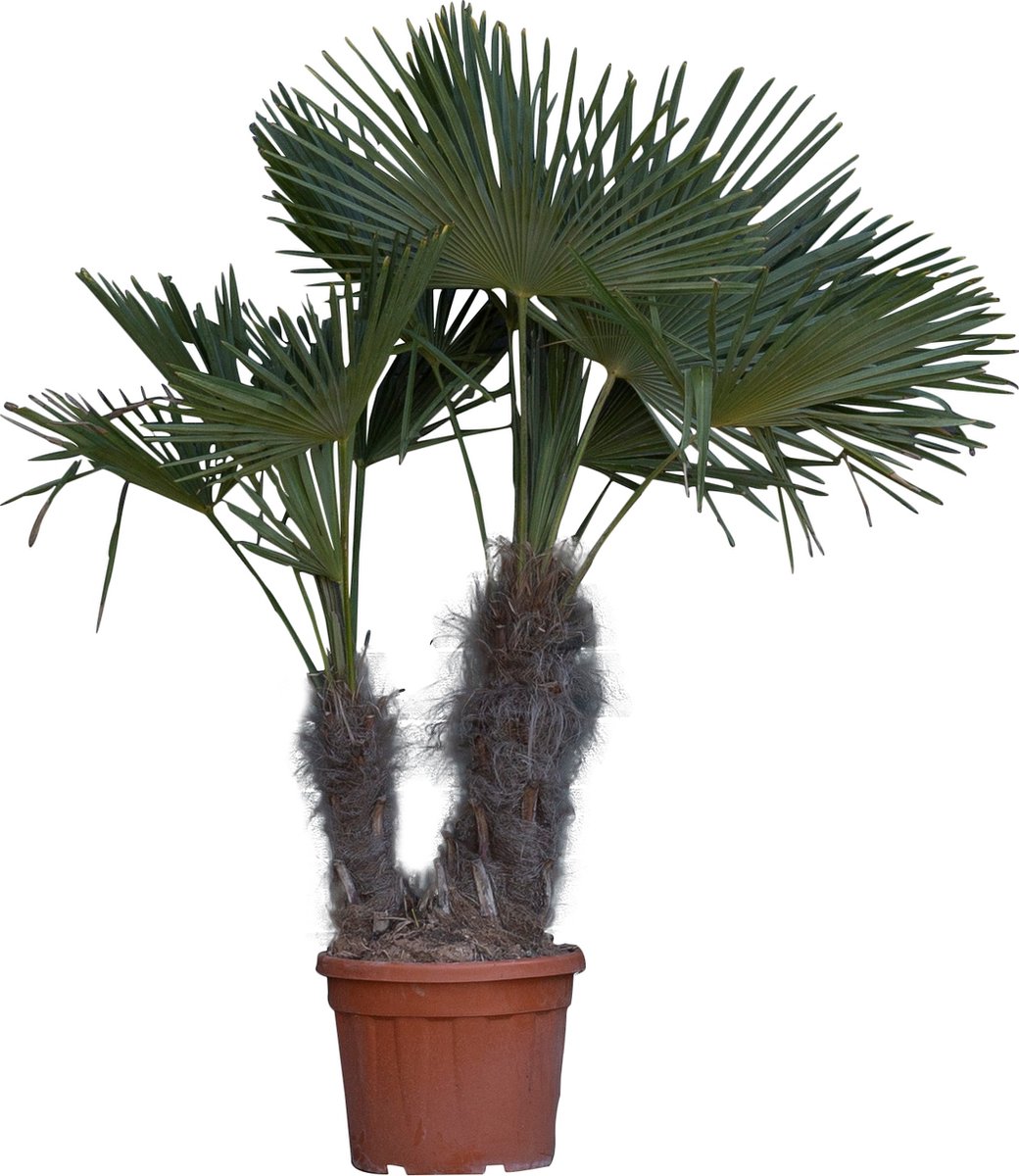 Chinese waaierpalm duostam Trachycarpus fortunei 140 cm - Warentuin Natuurlijk
