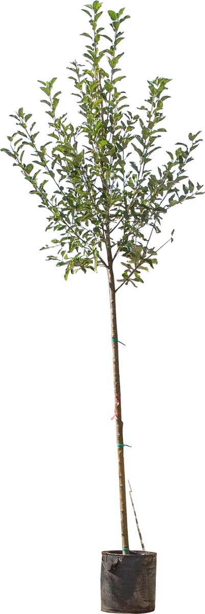 Grote appelboom Jonagold Malus domestica Jonagold 350 cm - Warentuin Natuurlijk