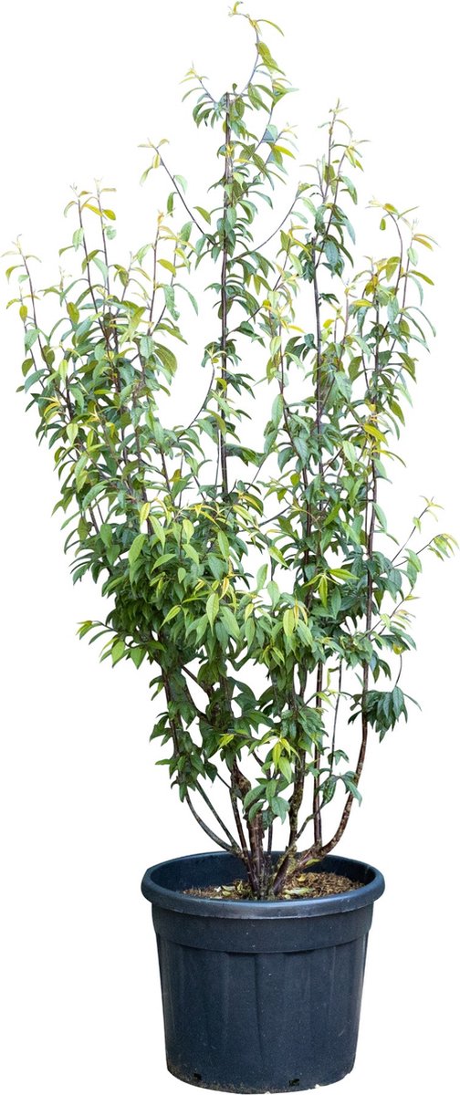Tibetaanse sierkers meerstammig Prunus serrula 162,5 cm - Warentuin Natuurlijk