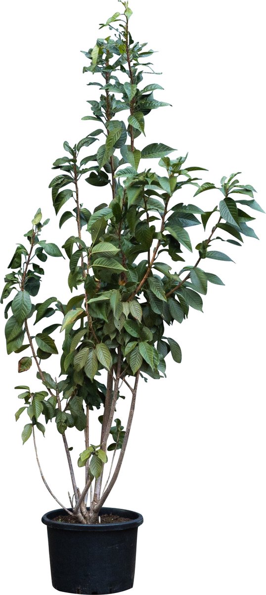 Gewone Japanse sierkers meerstammig Prunus serr. Kanzan 225 cm - Warentuin Natuurlijk