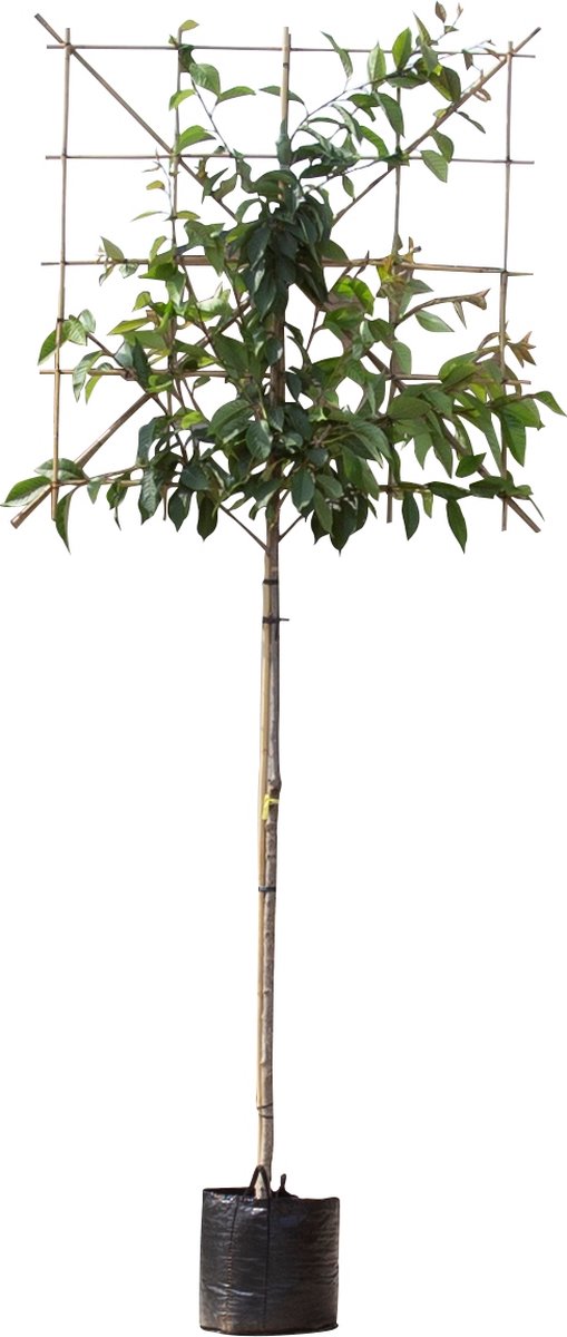 Japanse sierkers leiboom 180 cm Prunus serrulata 300 cm - Warentuin Natuurlijk