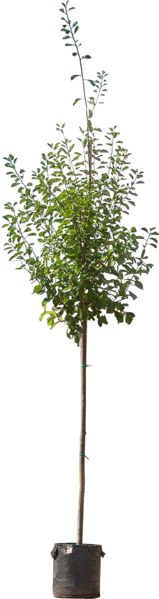 Grote pruimenboom Opal Prunus d. Opal 350 cm - Warentuin Natuurlijk