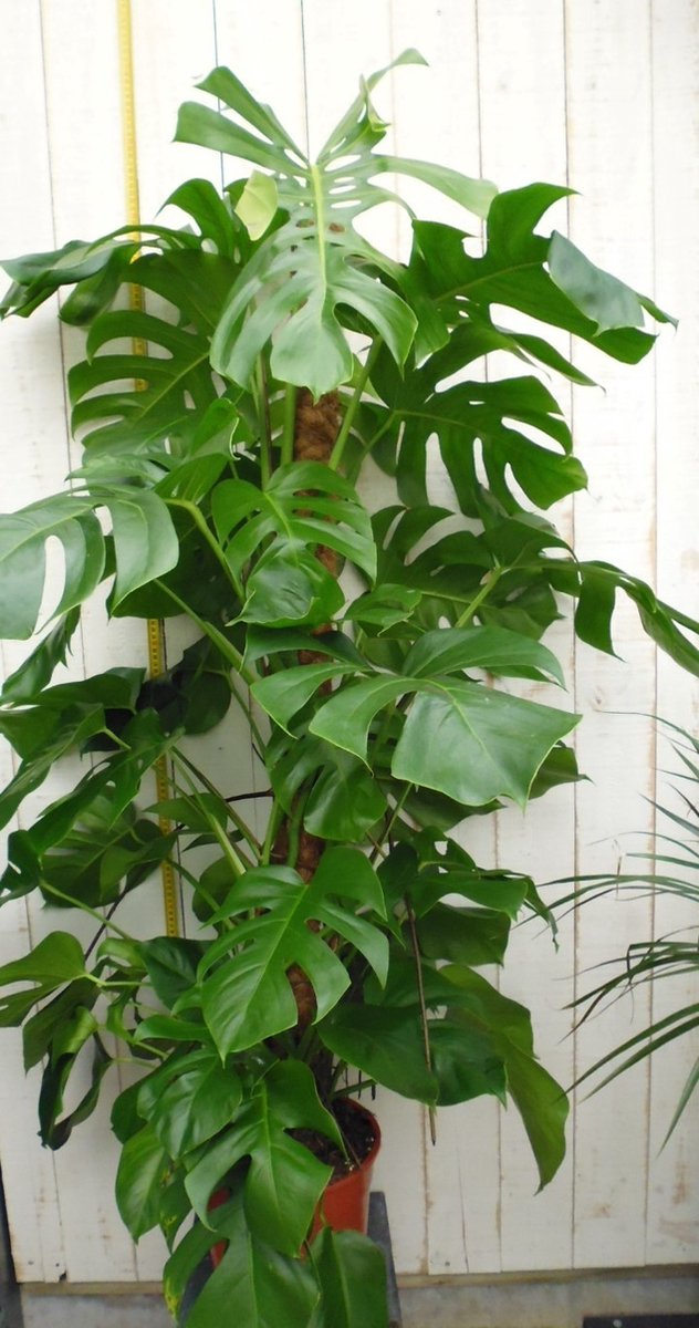 Kamerplant Monstera deliciosa 120 cm - Warentuin Natuurlijk