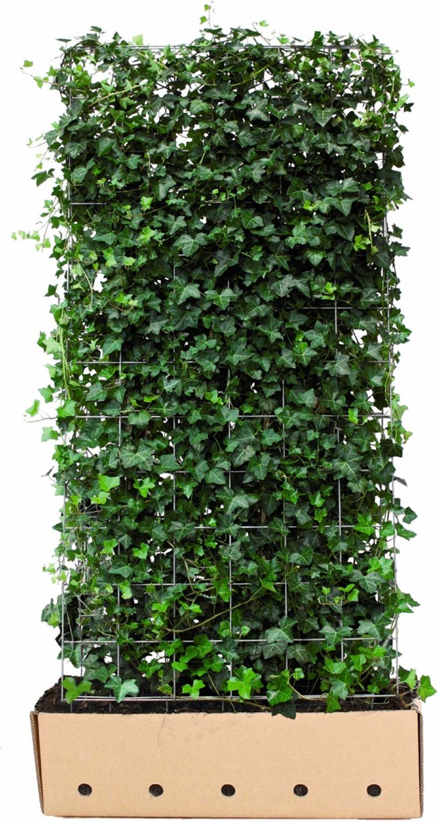 Hedera hibernica 180 cm - Quickhedge