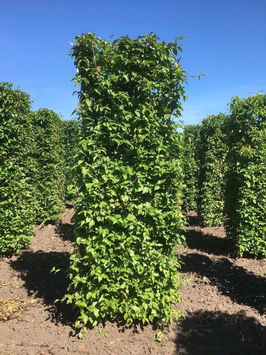 Cornus mas 250 cm - Quickhedge