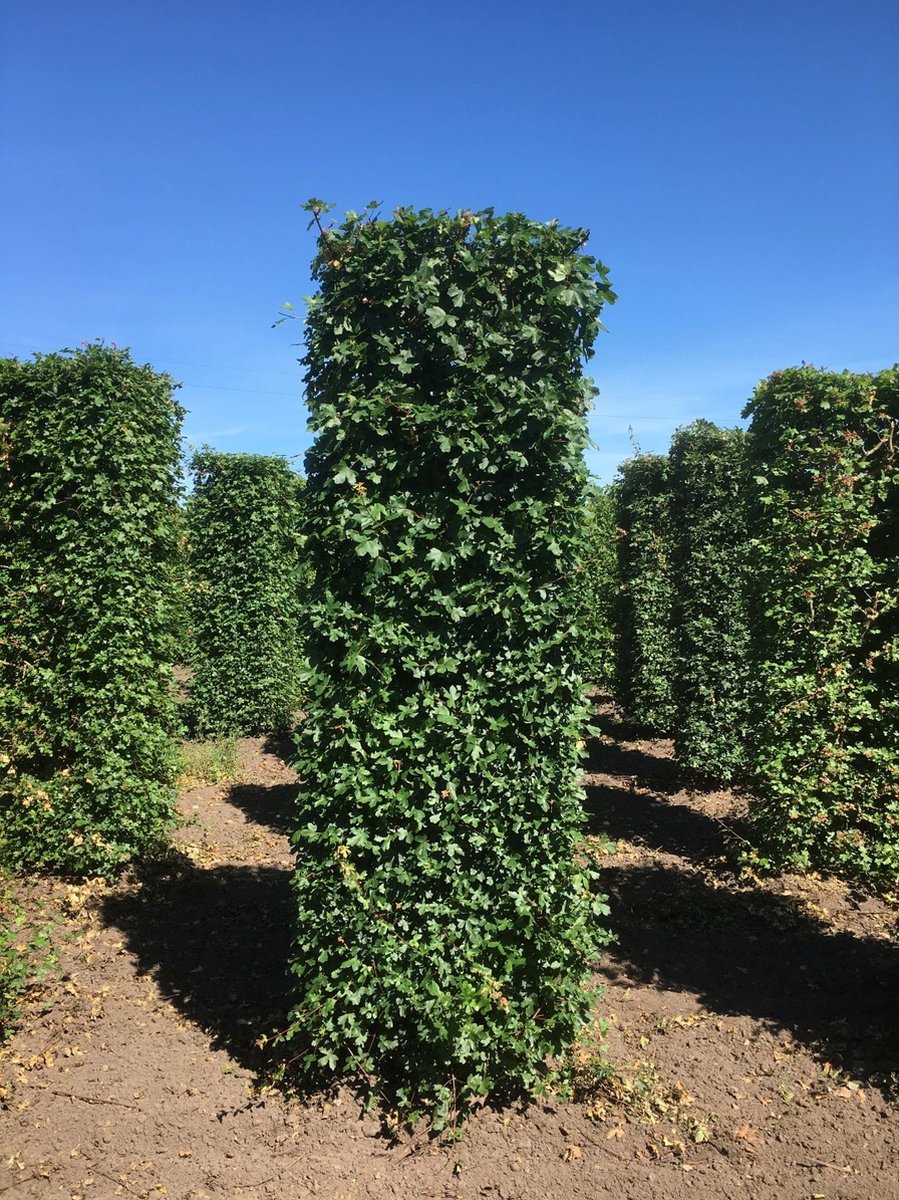 Acer campestre 250 cm - Quickhedge