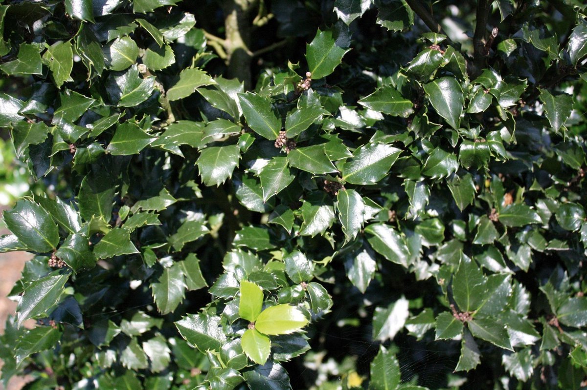 Ilex meserveae Blue Prince 200 cm - Quickhedge