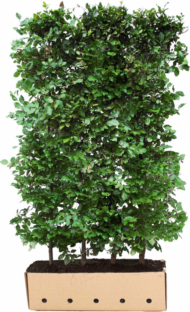Fagus sylvatica 120 cm - Quickhedge