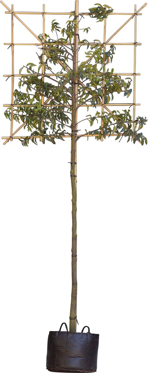 Portugese laurier leiboom 200 cm Prunus lusitanica 320 cm leirek 120x150 cm - Warentuin Natuurlijk