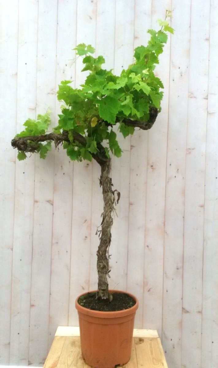 Druifboom 150 cm - Warentuin Natuurlijk