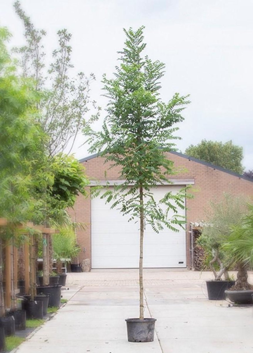 Valse acacia Bessoniana Robinia ps. Bessoniana h 350 cm st. omtrek 12 cm - Warentuin Natuurlijk