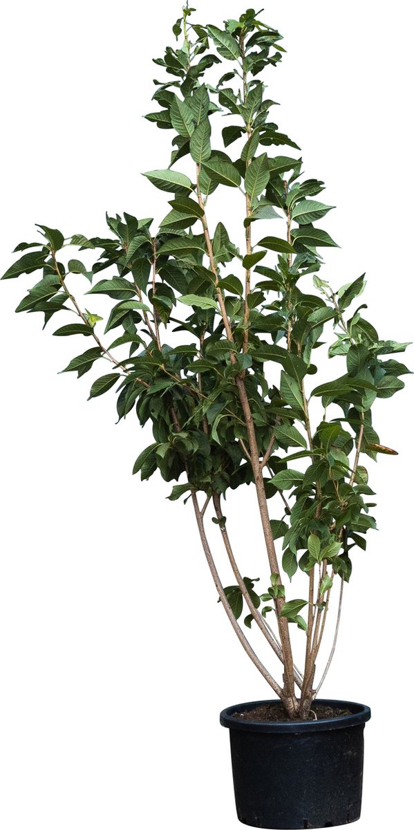 Gewone Japanse sierkers meerstammig Prunus serr. Kanzan 187,5 cm - Warentuin Natuurlijk