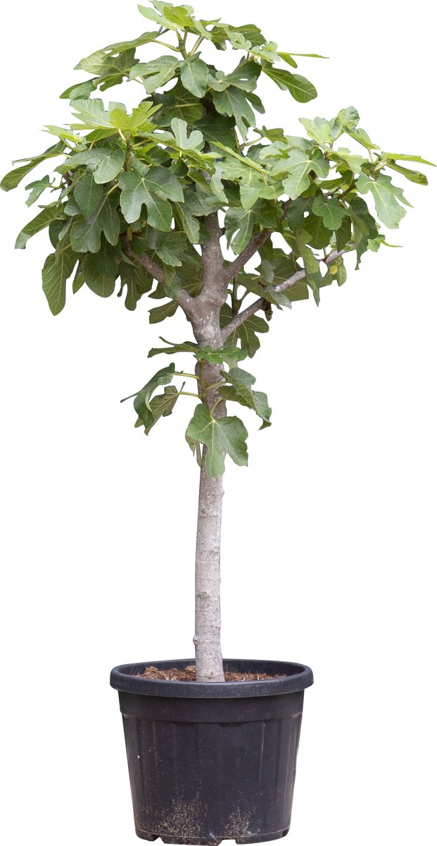 Vijgenboom 14/16 cm Ficus carica 152,5 cm boom - Warentuin Natuurlijk