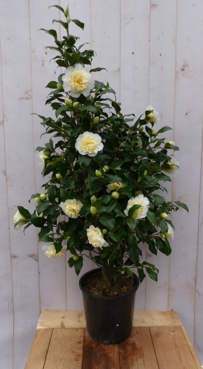 Camelia wit 120 cm - Warentuin Natuurlijk