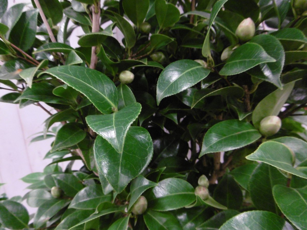 Camelia rood 120 cm - Warentuin Natuurlijk