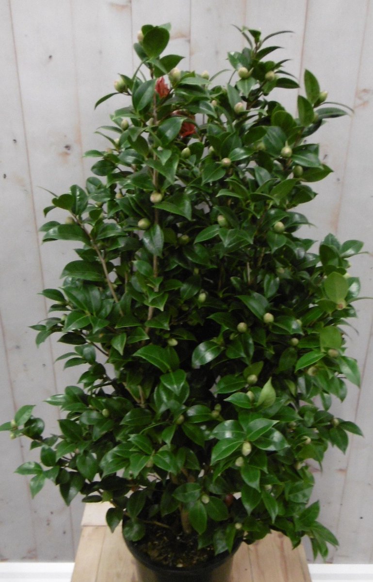 Camelia roze 120 cm - Warentuin Natuurlijk