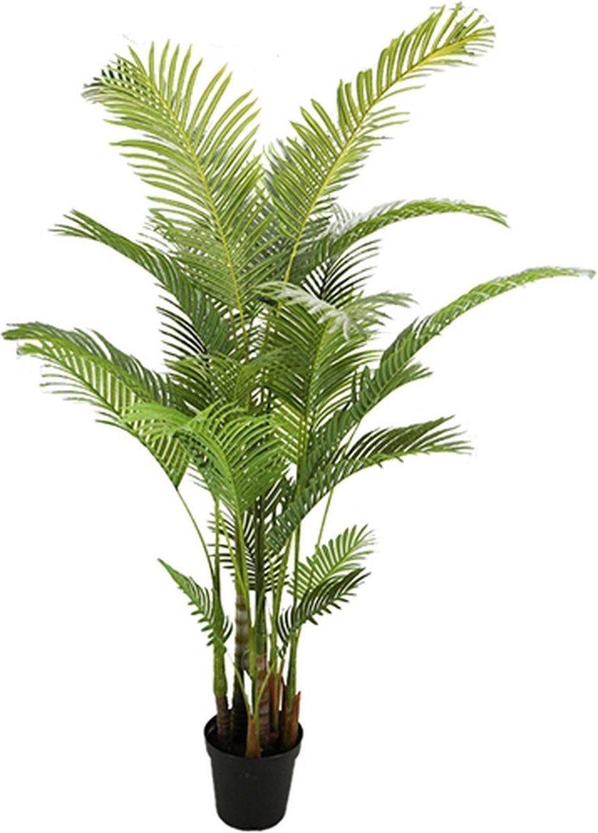 Areca palm 190 cm - Buitengewoon de Boet