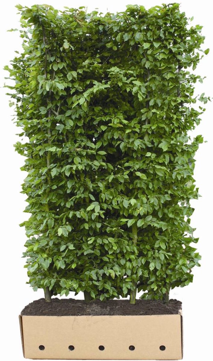 Carpinus betulus 'Beeckman' Heg - Quickhedge