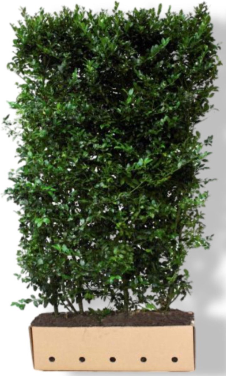 Ilex meserveae 'Blue Maid' Heg - Quickhedge