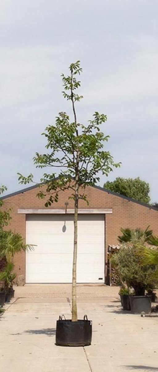 Gewone walnotenboom Juglans regia h 550 cm st. omtrek 19 cm st. hoogte 220 cm - Warentuin Natuurlijk