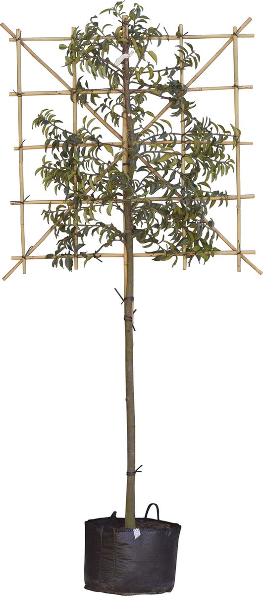 Portugese laurier als leiboom Prunus lusitanica h 270 cm st. omtrek 8 cm st. h 150 cm - warentuin_natuurlijk
