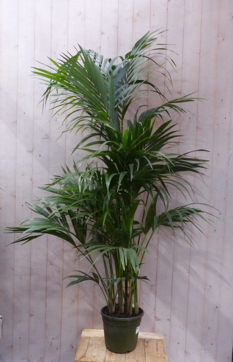 Kamerpalm Kentiapalm 200 cm kamerplant - Warentuin natuurlijk