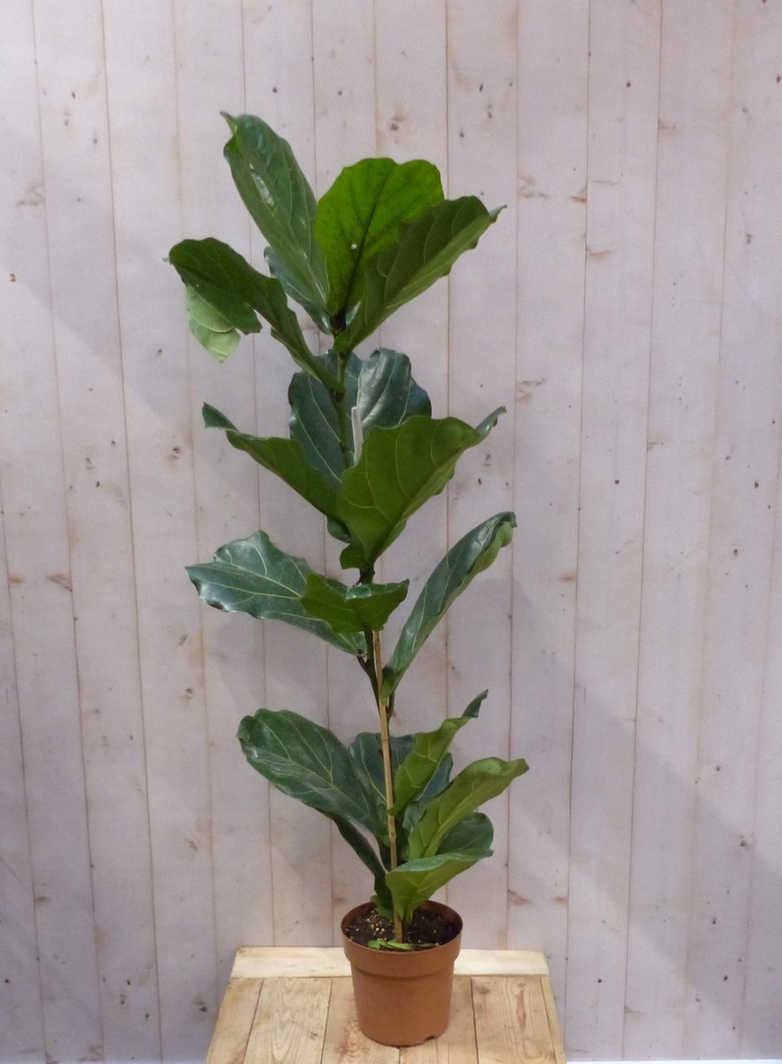 Kamerplant Ficus Lyrata 160 cm - Warentuin natuurlijk