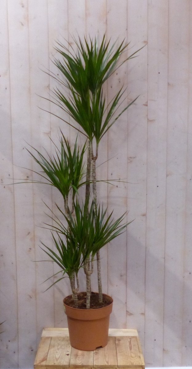 Kamerplant Drakenbloedboom Dracaena Marginata smal blad groen 200 cm - Warentuin natuurlijk