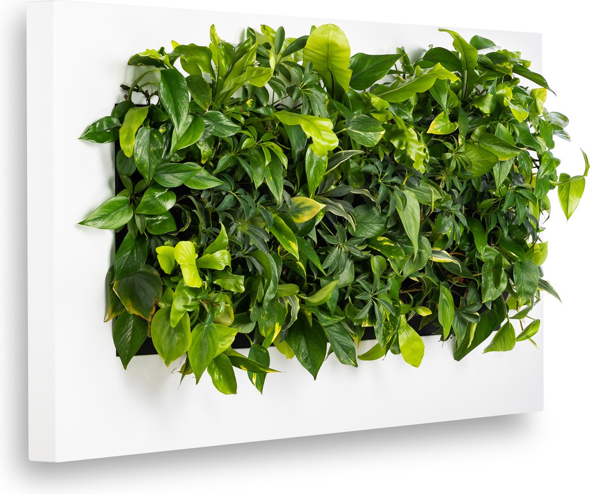 Levende Plantenschilderij LivePicture 3 Wit 152 x 72 x 7 cm incl. planten - Mobilane