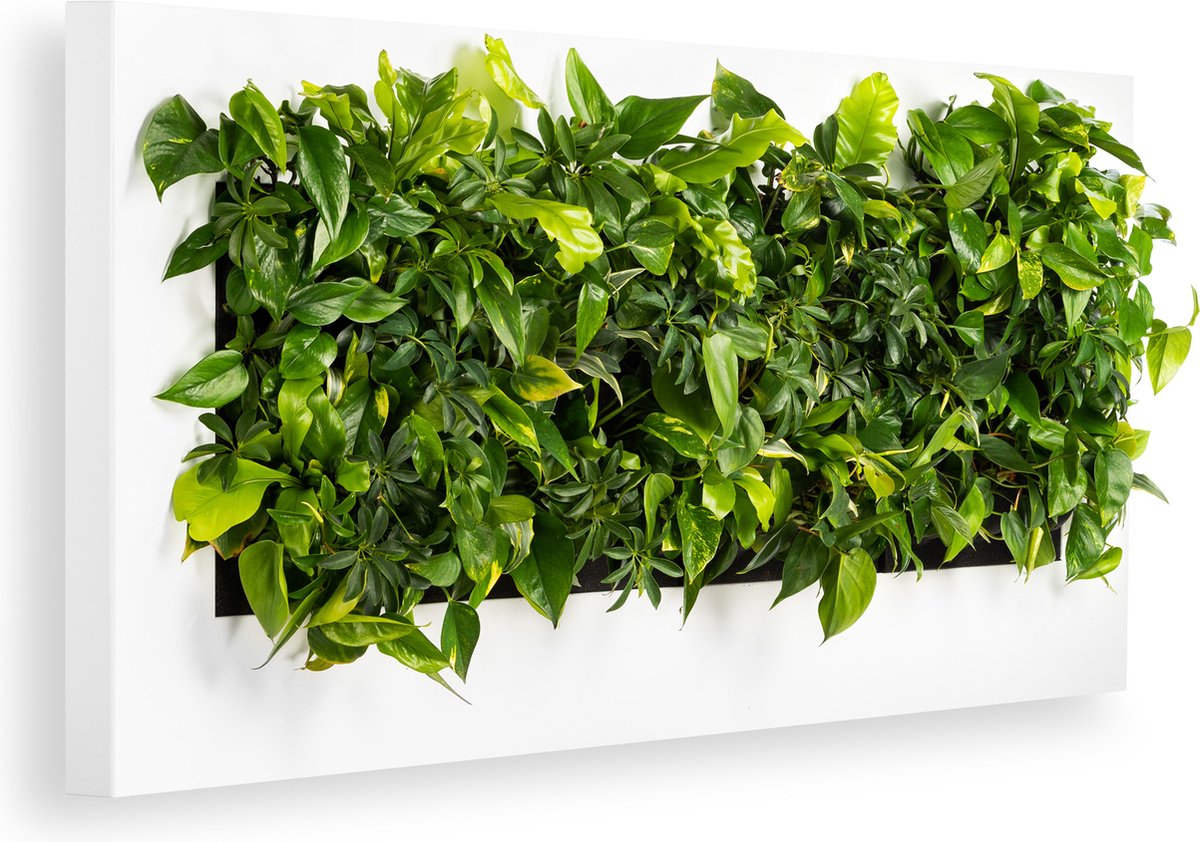Levende Plantenschilderij LivePicture 4 Wit 192 x 72 x 7 cm incl. planten - Mobilane