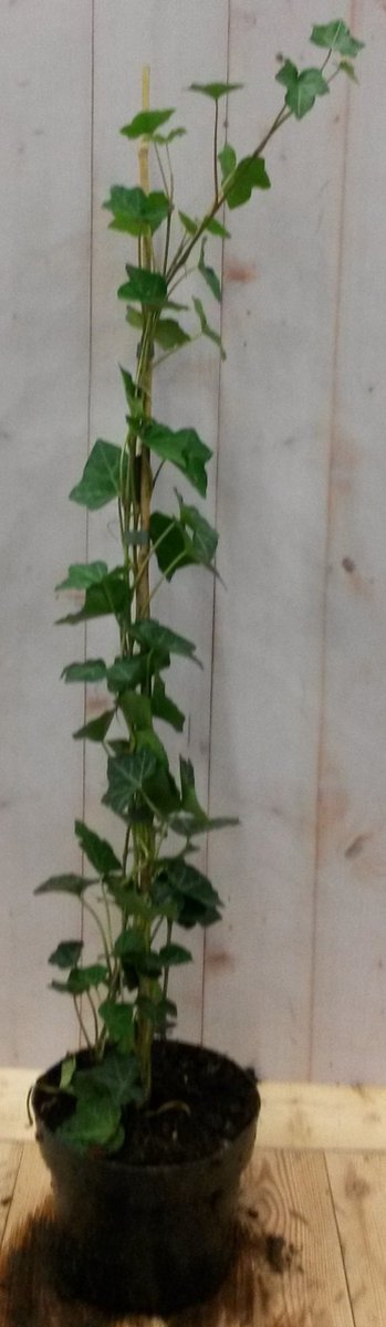 50 stuks! Klimop Hedrea 60 cm - Warentuin natuurlijk