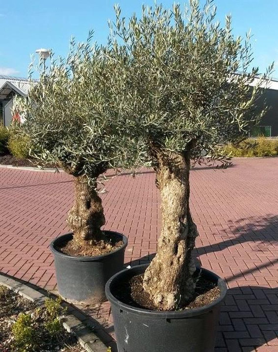 Olijfboom Olea 240 cm XL-stam - Warentuin natuurlijk