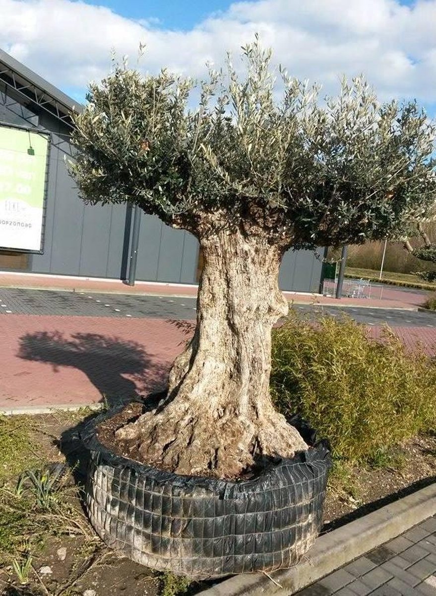 Reuze Olijfboom Olea 300 cm XXXL - Warentuin natuurlijk