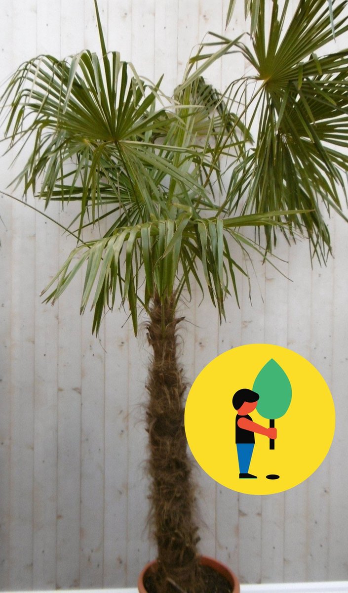 Winterharde Palmboom Trachycarpus Fortunei stamhoogte 100 cm en hoogte 225 cm - Warentuin natuurlijk