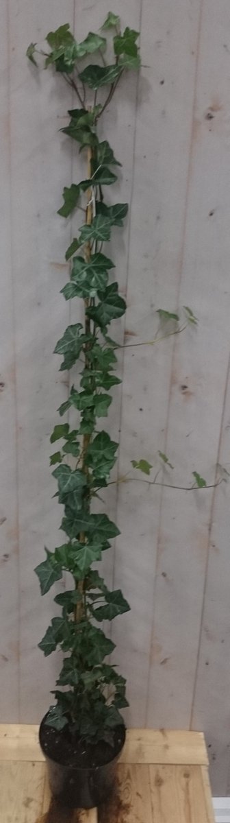 50 stuks! Klimop Hedrea 200 cm - Warentuin natuurlijk