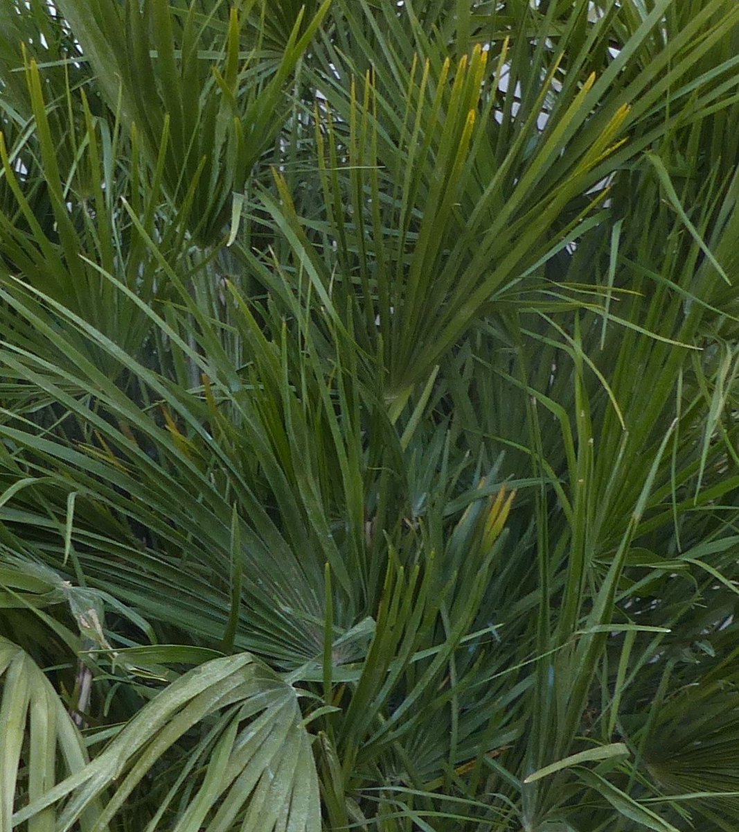winterharde palmboom chamaerops humilis 160 cm hoog - Warentuin natuurlijk