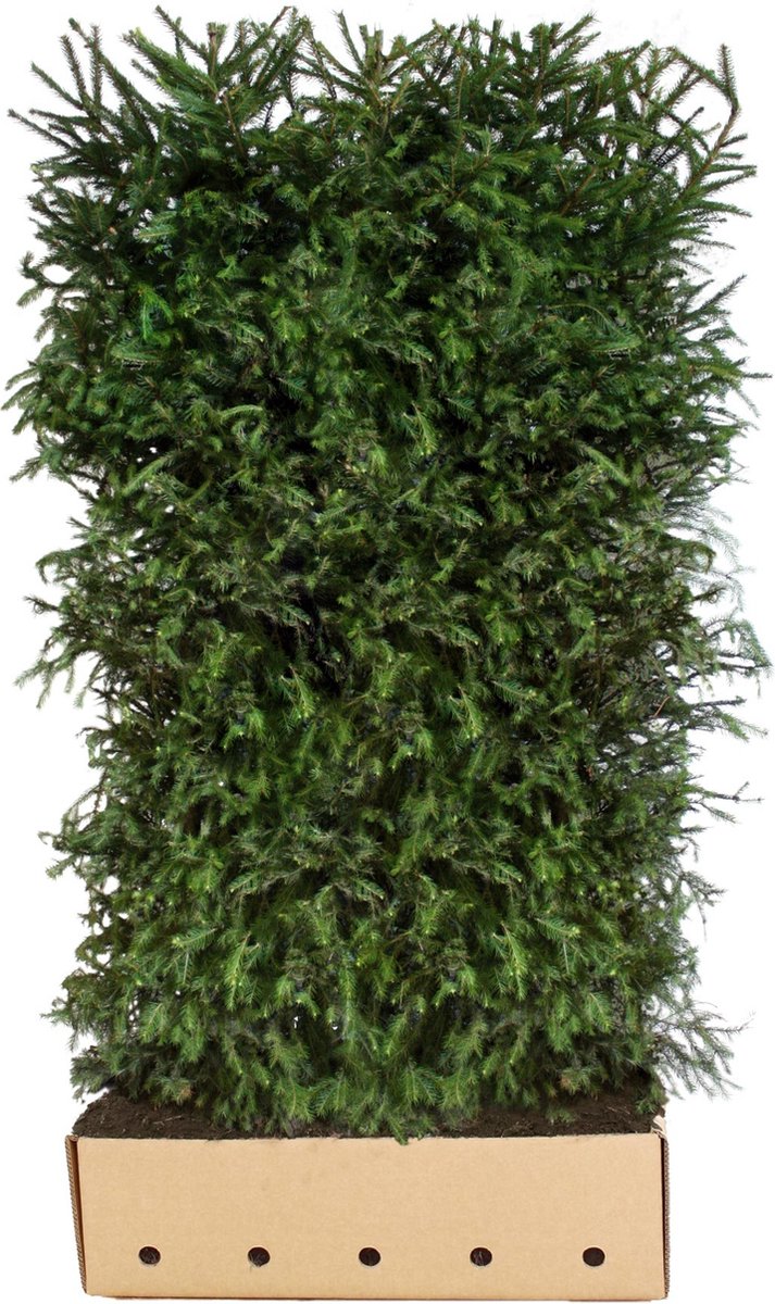 Picea Abies 200 cm - Quickhedge