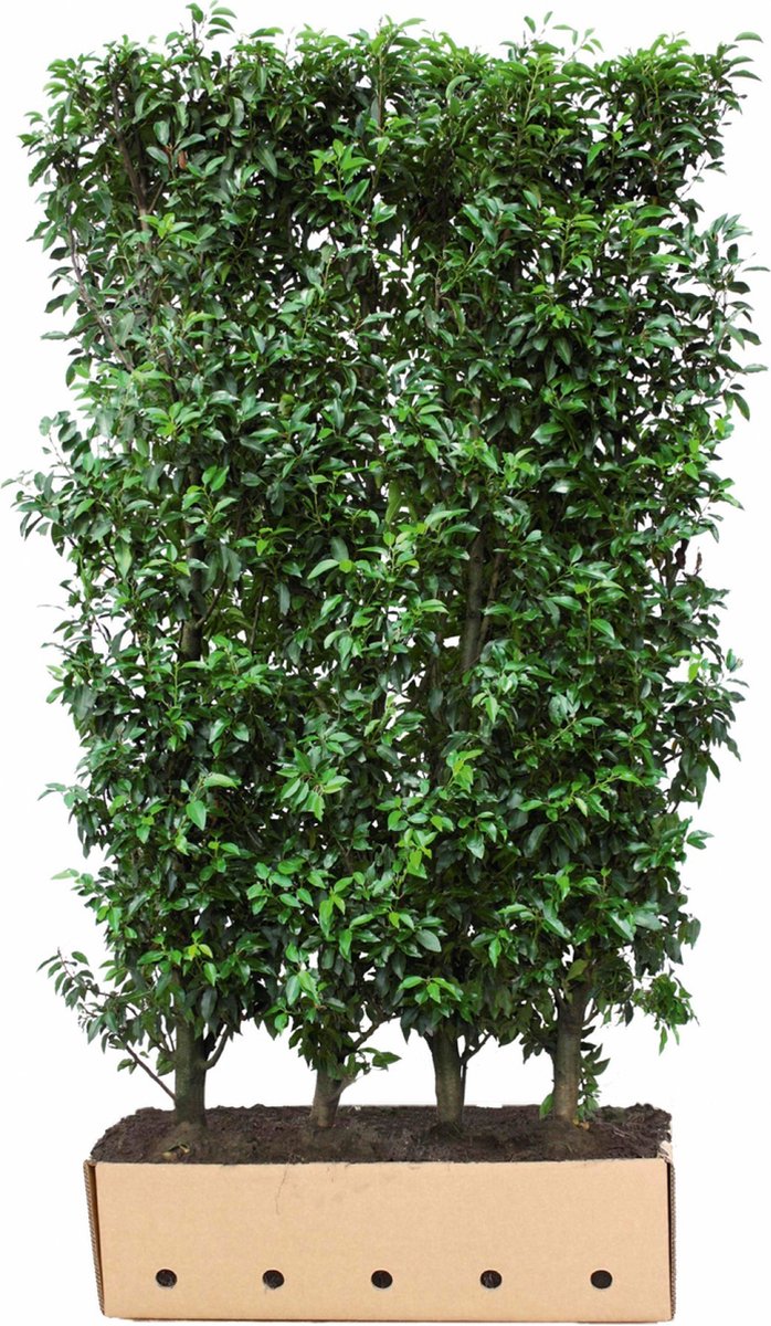Prunus lusitanica Angustifolia 200 cm - Quickhedge