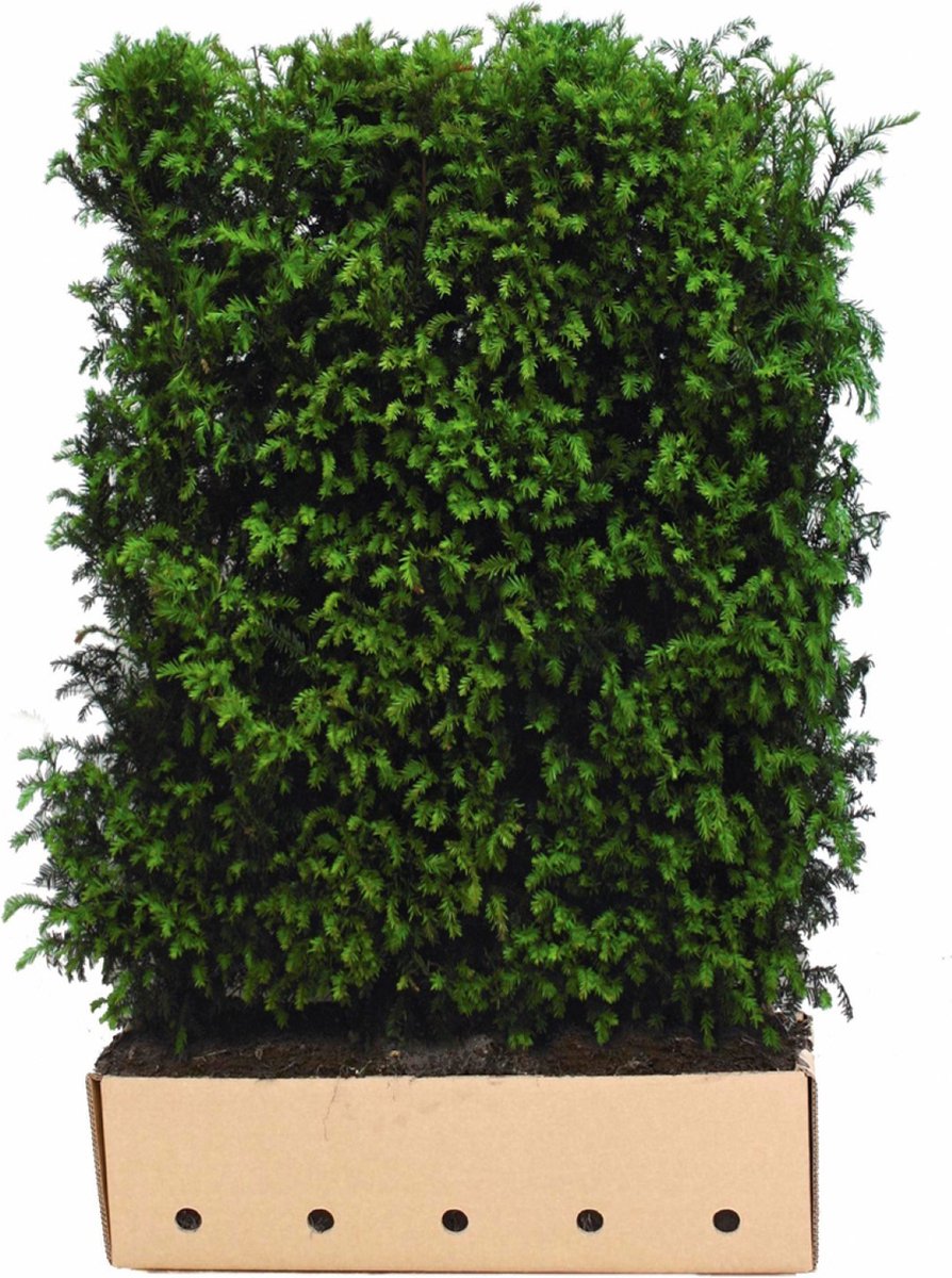 Taxus baccata 80 cm - Quickhedge