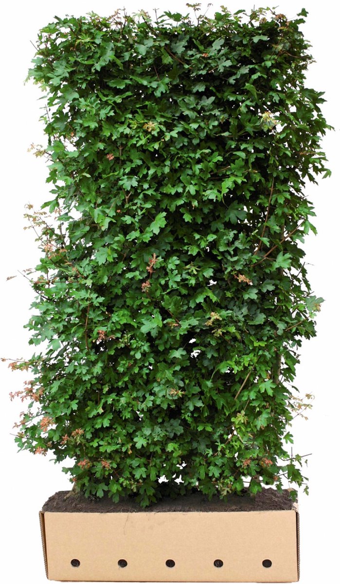 Acer Campestre 200 cm - Quickhedge