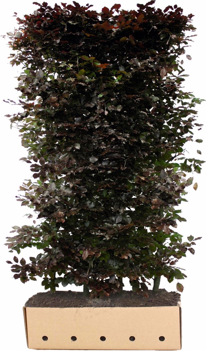 Fagus sylvatica atropunicea 200 cm - Quickhedge