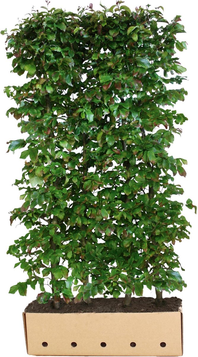 Parrotia persica Vanessa 200 cm - Quickhedge