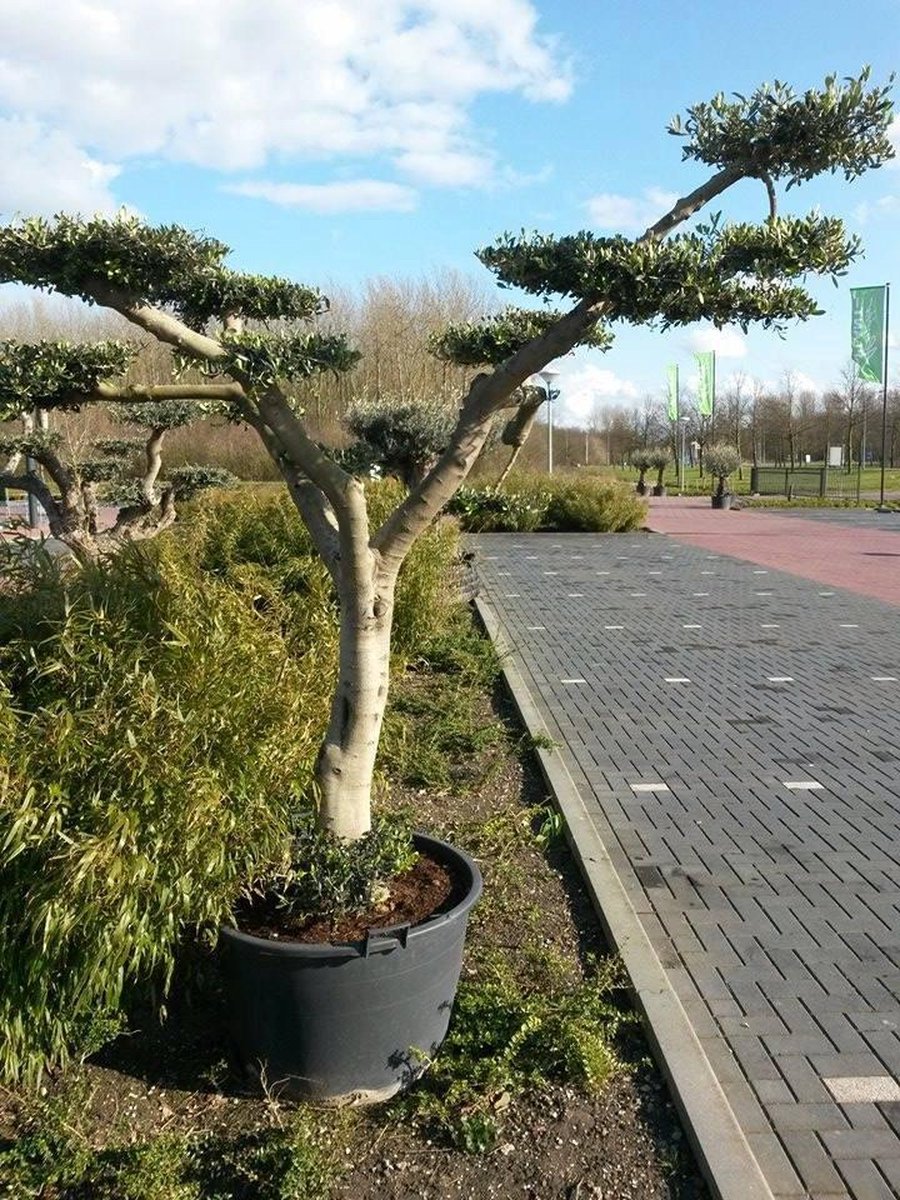 Olijfboom Olea stamhoogte 40 cm en boomhoogte 240 cm de Luxe - Warentuin natuurlijk