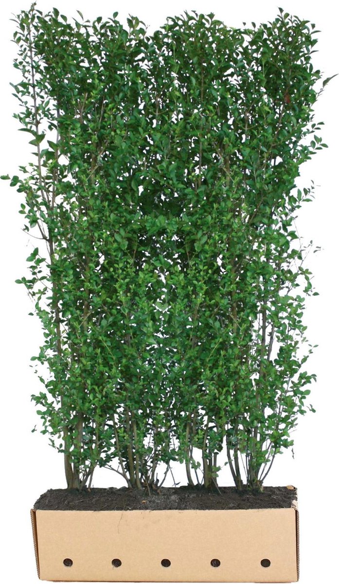 Ligustrum ovalifolium 200 cm - Quickhedge