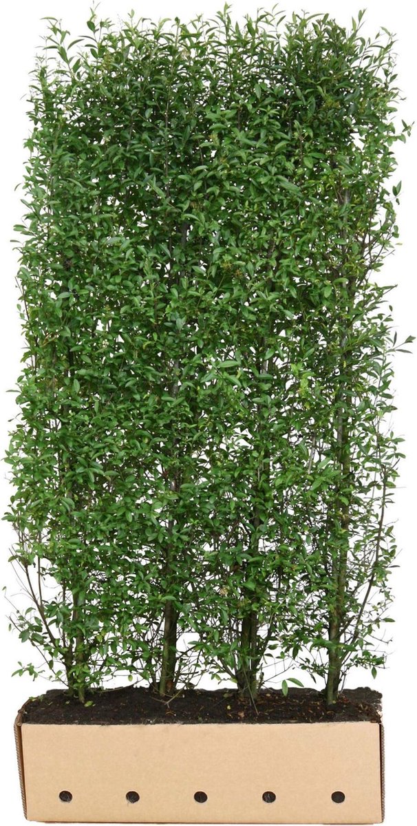 Ligustrum vulgare atrovirens 200 cm - Quickhedge