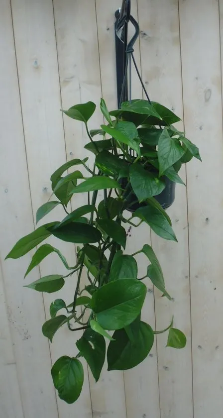 Hangplant Epipremnum donker groen
